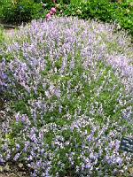 Vicia Melanops (fam. Papilionacees) (Europe meridionale) (3) (Photo F. Mrugala)
